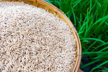paddy rice in basket with blurred rice plant background