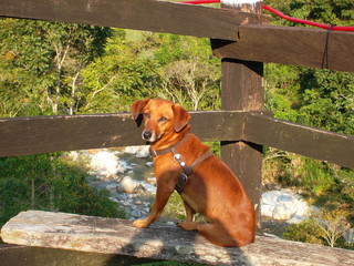 perro tomando el sol