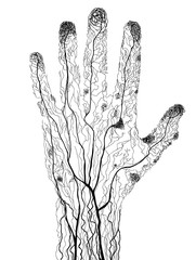 Hand drawn human hand blood vessels in silhouette