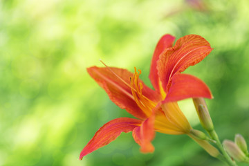 Natural background with bloom lily flower on tender boke.