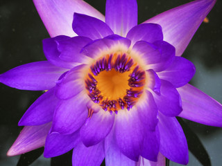 Nature purple lotus in a garden
