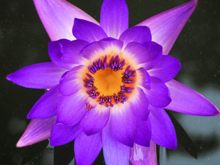 Purple lotus close up in a garden