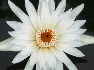 white lotus close up