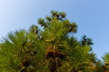 Branches of pine and cones against the blue sky.