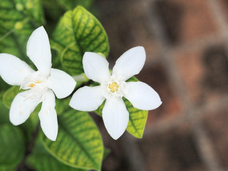 White little flower in a garden
