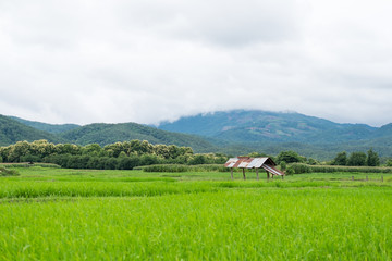Green rice field with small shack and mountain