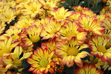 Beautiful flower arrangements in the garden