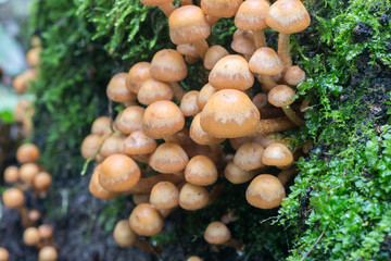 cluster of sulphur tuft (Hypholoma fasciculare )