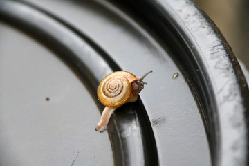 Young snail slowly walking on the black plastic cap, the snail is a mollusk with a single spiral...