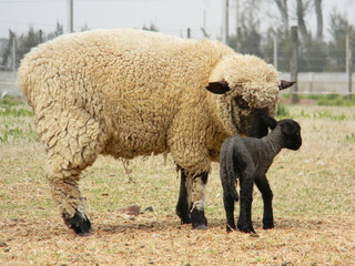 sheep farm in pampas argentina, province of santa fe