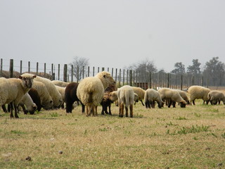 Obraz premium sheep farm in pampas argentina, province of santa fe