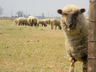 sheep farm in pampas argentina, province of santa fe