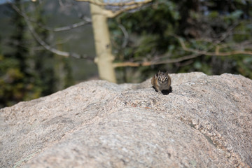 Mills Lake Rocky Mountain National Park Colorado Lake