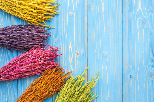Dried colorful paddy rice crop on blue wooden board. With free space for text or design