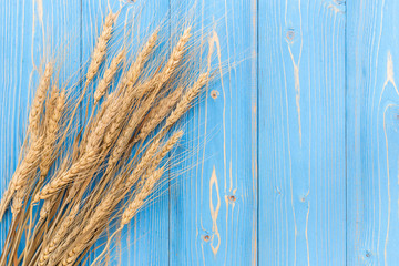 Dried wheat crop on blue wooden board. With free space for text or design. Symbols of jewish holiday