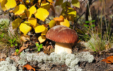 Mushroom on the background of birches.