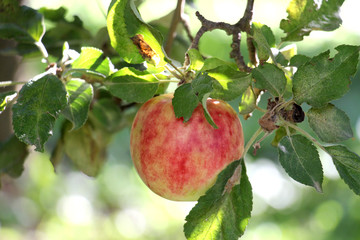 ripe apples in an orchard ready for harvestng ,shallow dof