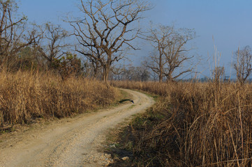 Chitwan National Park in Nepal. Road in the jungle