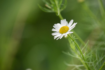 Fototapeta premium Beautiful daisy after rain against the background of grass in summer
