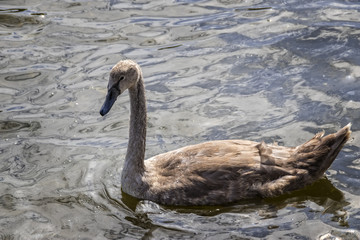 Fototapeta premium Single brown swan duckling