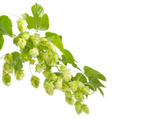 Branches of hops with leaves and seed cones
