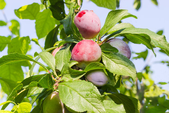 Plums on the tree in an orchard