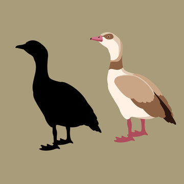 egyptian goose vector illustration style flat black silhouette