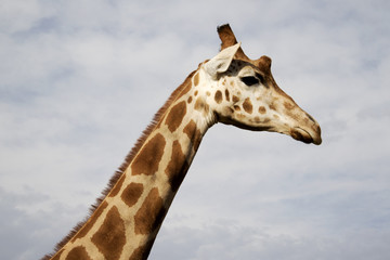 Animals of the World 12