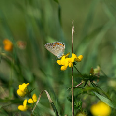 Macro photo of butterfly sits on wild flower in meadow on sunny summer day, central Europe