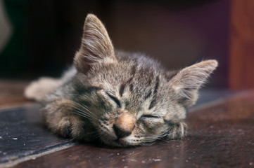 Lazy street little tabby kitten.  Cat  laying on wooden floor with Adorable serious funny face .
