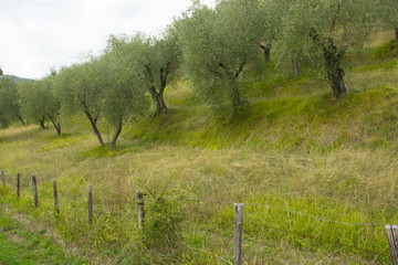 Alberi di ulivo