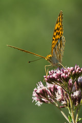 Macro photo of butterfly sits on wild flower in meadow on sunny summer day, central Europe