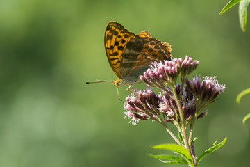 Macro photo of butterfly sits on wild flower in meadow on sunny summer day, central Europe
