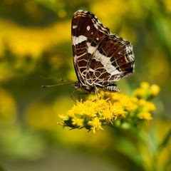 Macro photo of butterfly sits on wild flower in meadow on sunny summer day, central Europe