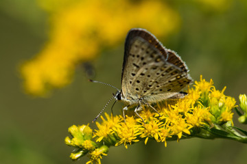 Macro photo of butterfly sits on wild flower in meadow on sunny summer day, central Europe