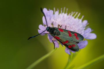 Macro photo of butterfly sits on wild flower in meadow on sunny summer day, central Europe