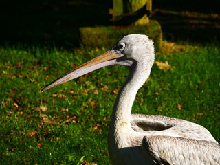 Pélican