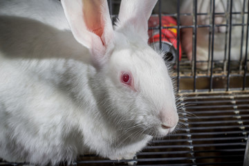 Obraz premium conejo