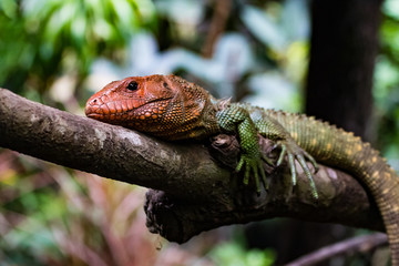 Caiman Lizard