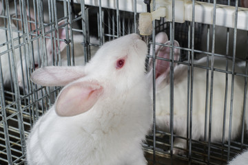 conejo