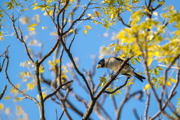 Yellow-billed grosbeak (Eophona migratoria) perching on tree