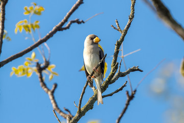 Yellow-billed grosbeak (Eophona migratoria) perching on tree