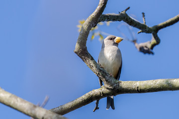 Yellow-billed grosbeak (Eophona migratoria) perching on tree