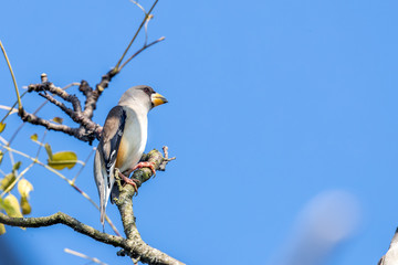 Yellow-billed grosbeak (Eophona migratoria) perching on tree