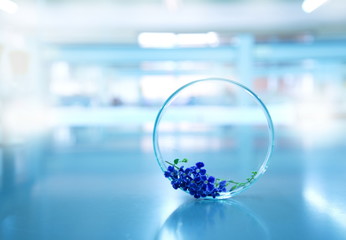 glass petri dish with blue purple flower in biology science laboratory background