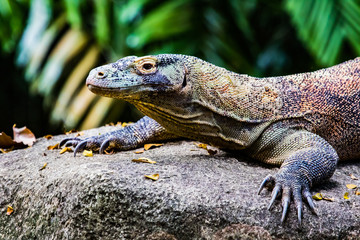 Komodo Dragon Juvenile