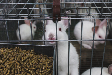 conejo