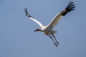 Bird in flight - Siberian crane (Grus leucogeranus)