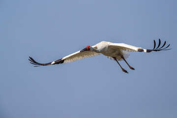 Bird in flight - Siberian crane (Grus leucogeranus)