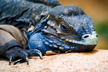 Rhinoceros Iguana